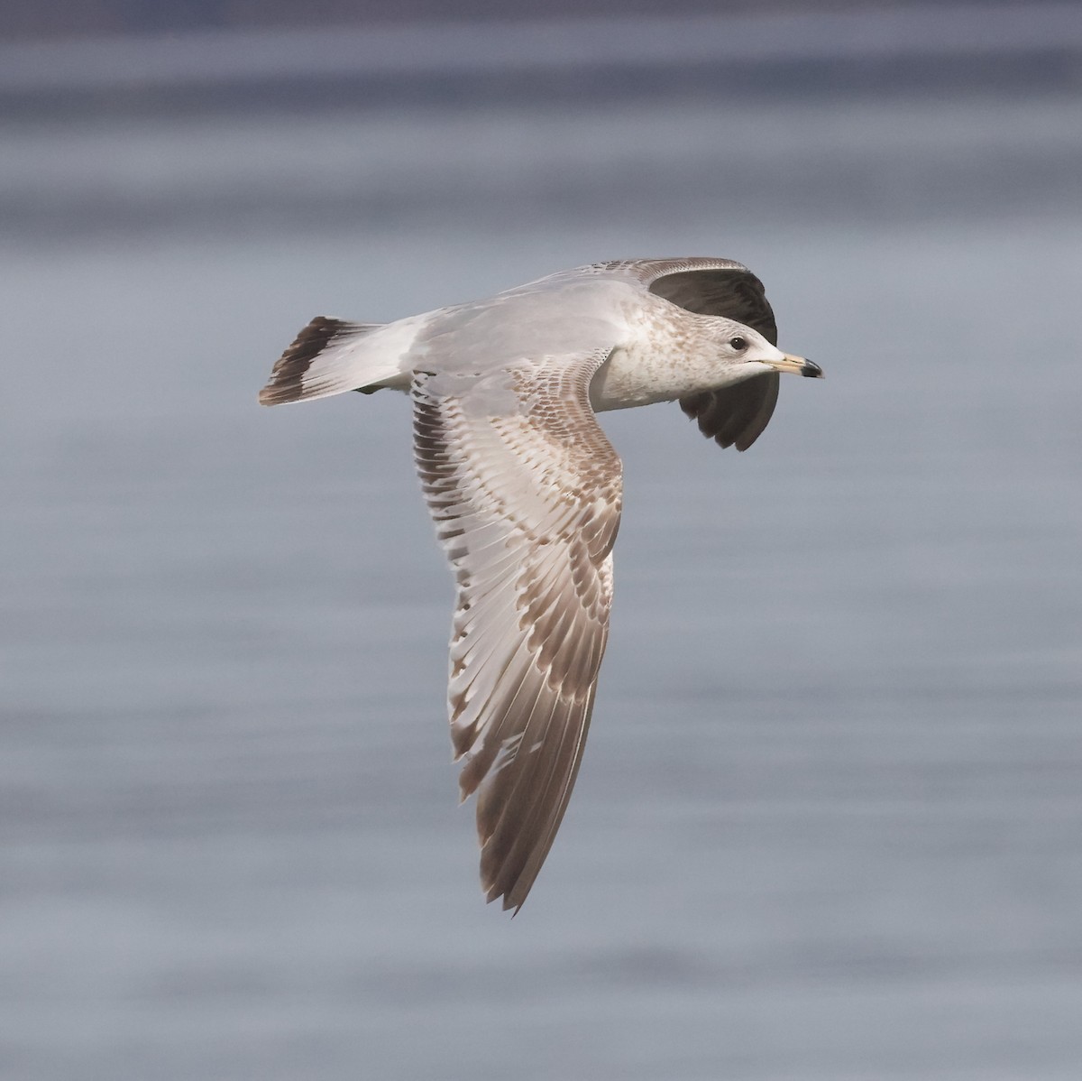 Ring-billed Gull - ML631330936