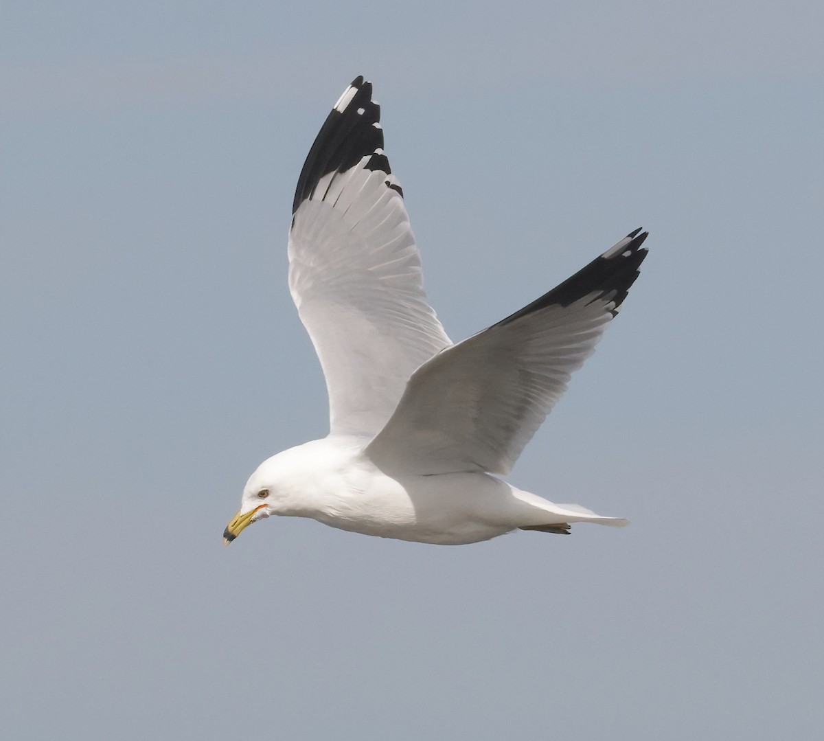 Ring-billed Gull - ML631330937