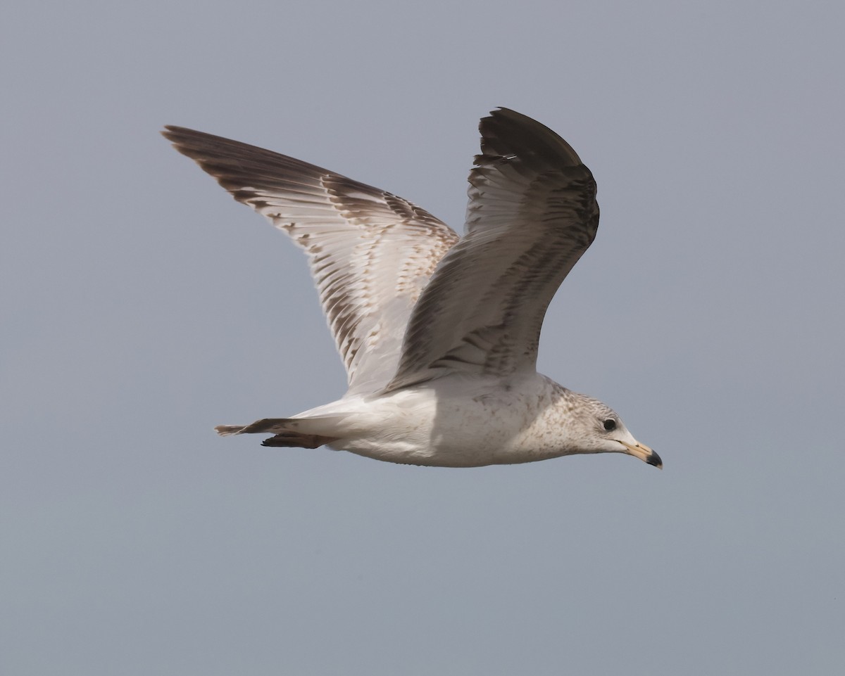 Ring-billed Gull - ML631330938