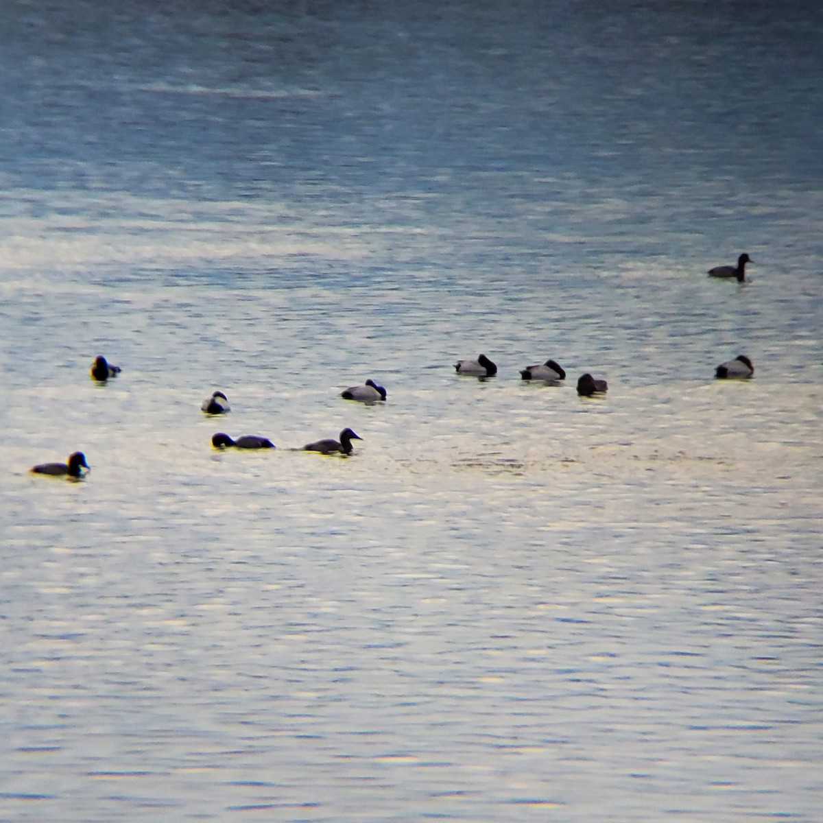 Canvasback - ML631330960