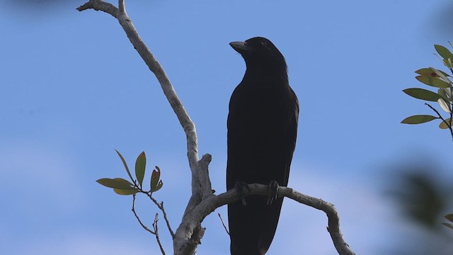 New Caledonian Crow - ML631331006