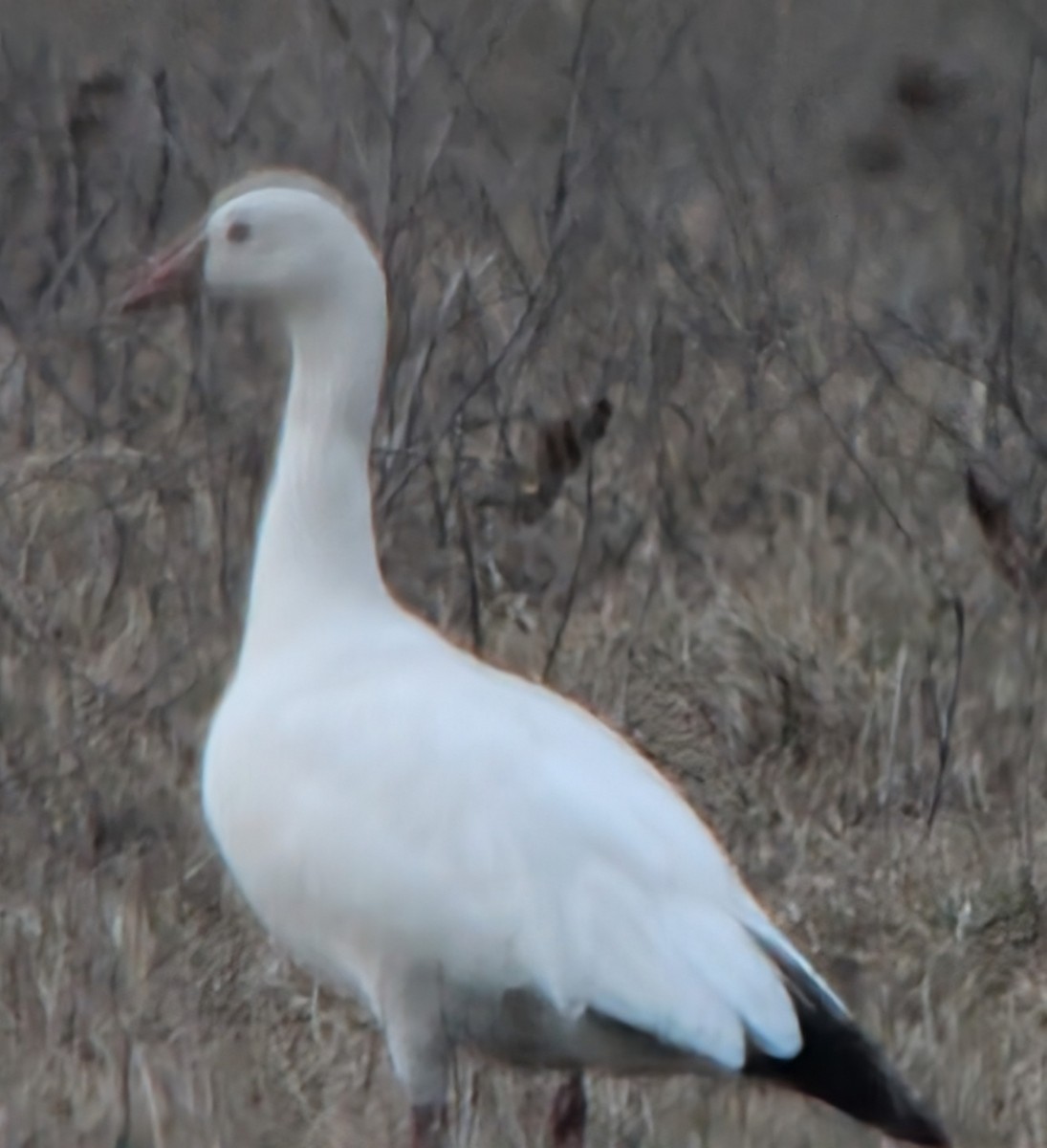 Snow x Ross's Goose (hybrid) - ML631331103