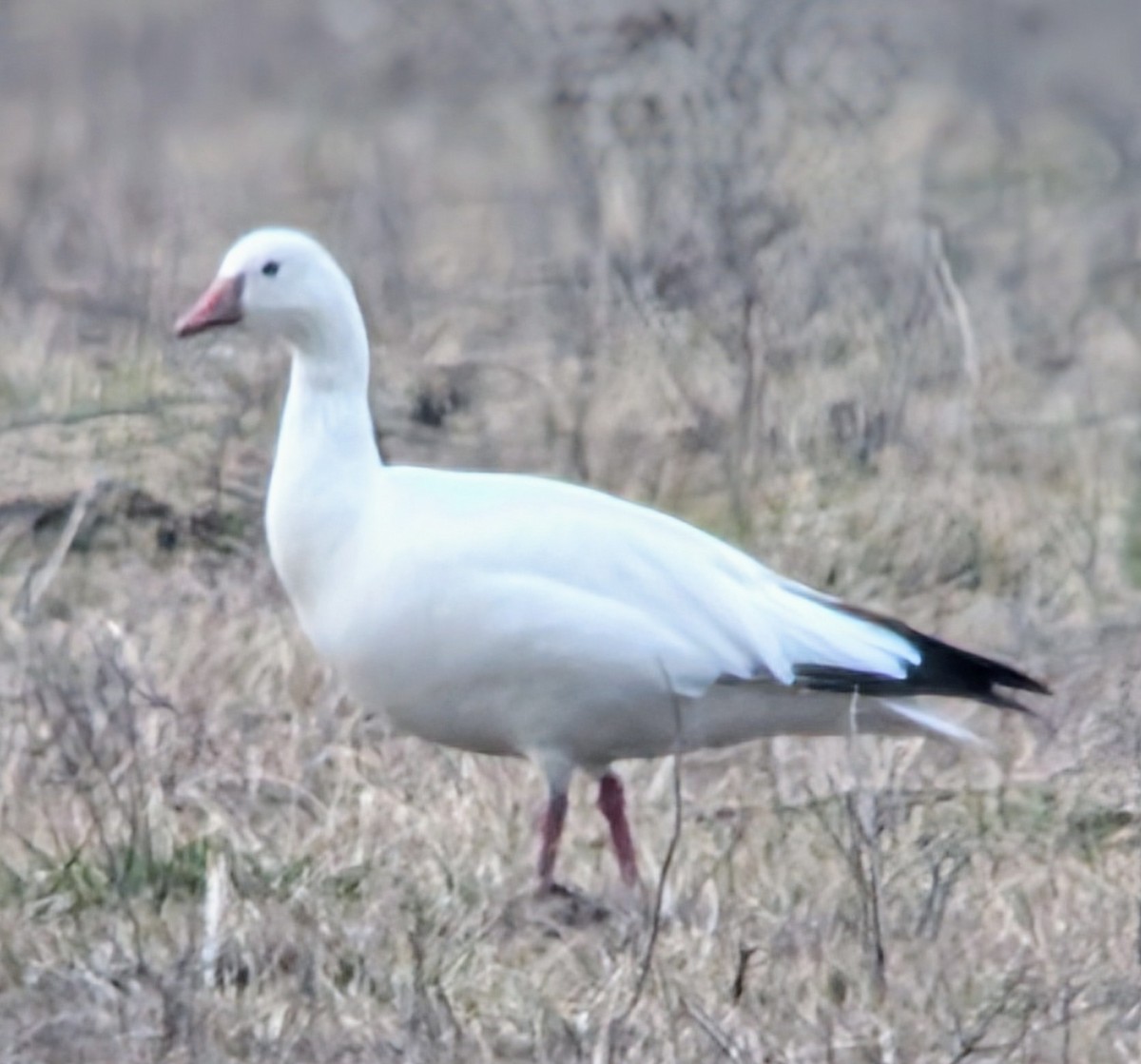 Snow x Ross's Goose (hybrid) - ML631331112
