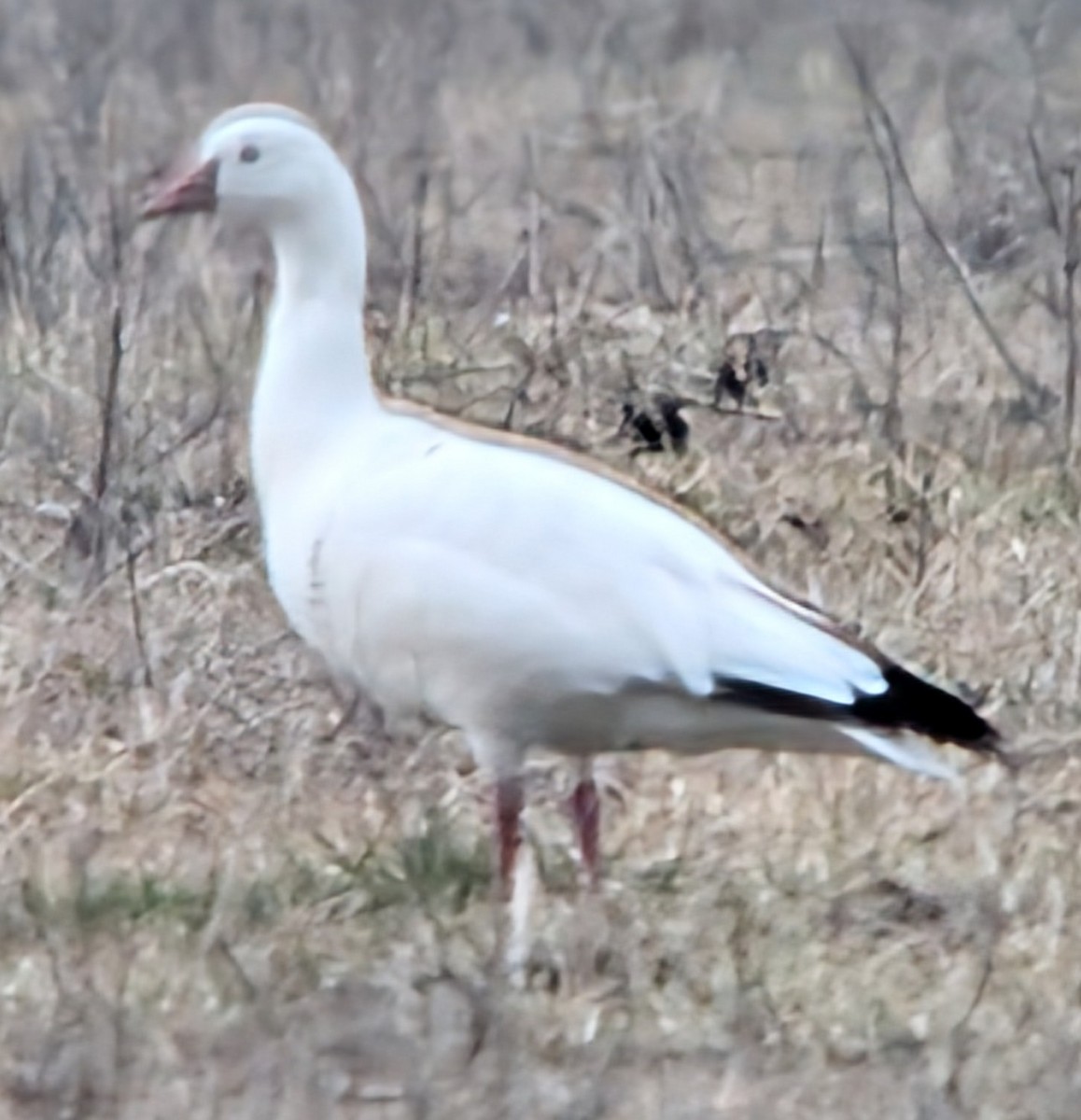 Snow x Ross's Goose (hybrid) - ML631331116