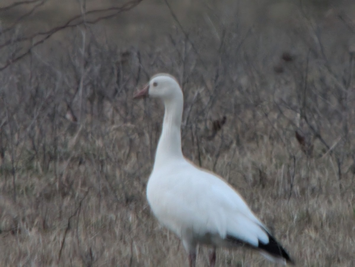 Snow x Ross's Goose (hybrid) - ML631331118