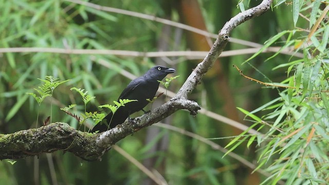 South Melanesian Cuckooshrike - ML631331218