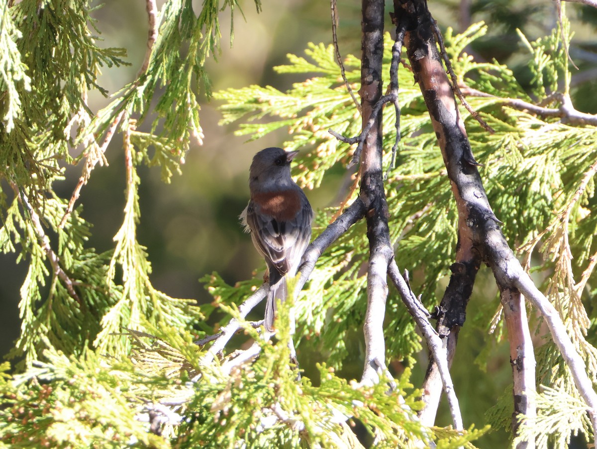 Dark-eyed Junco (Gray-headed) - ML631331282