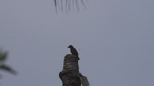 Striated Starling - ML631331345