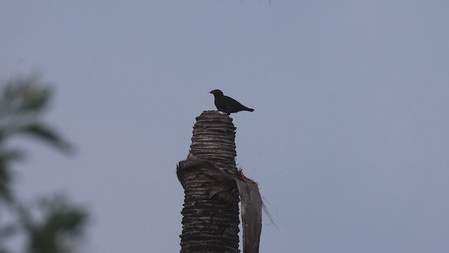 Striated Starling - ML631331346
