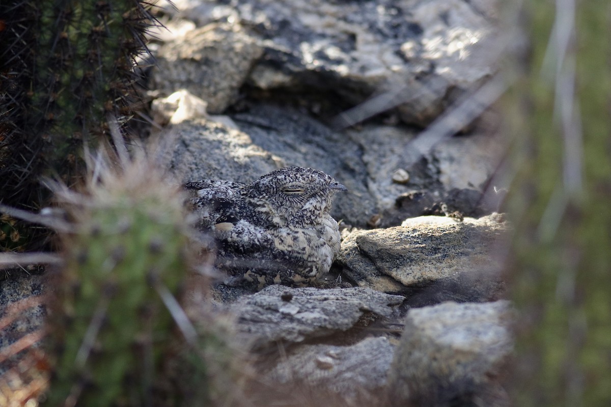 Pygmy Nightjar - ML631331430