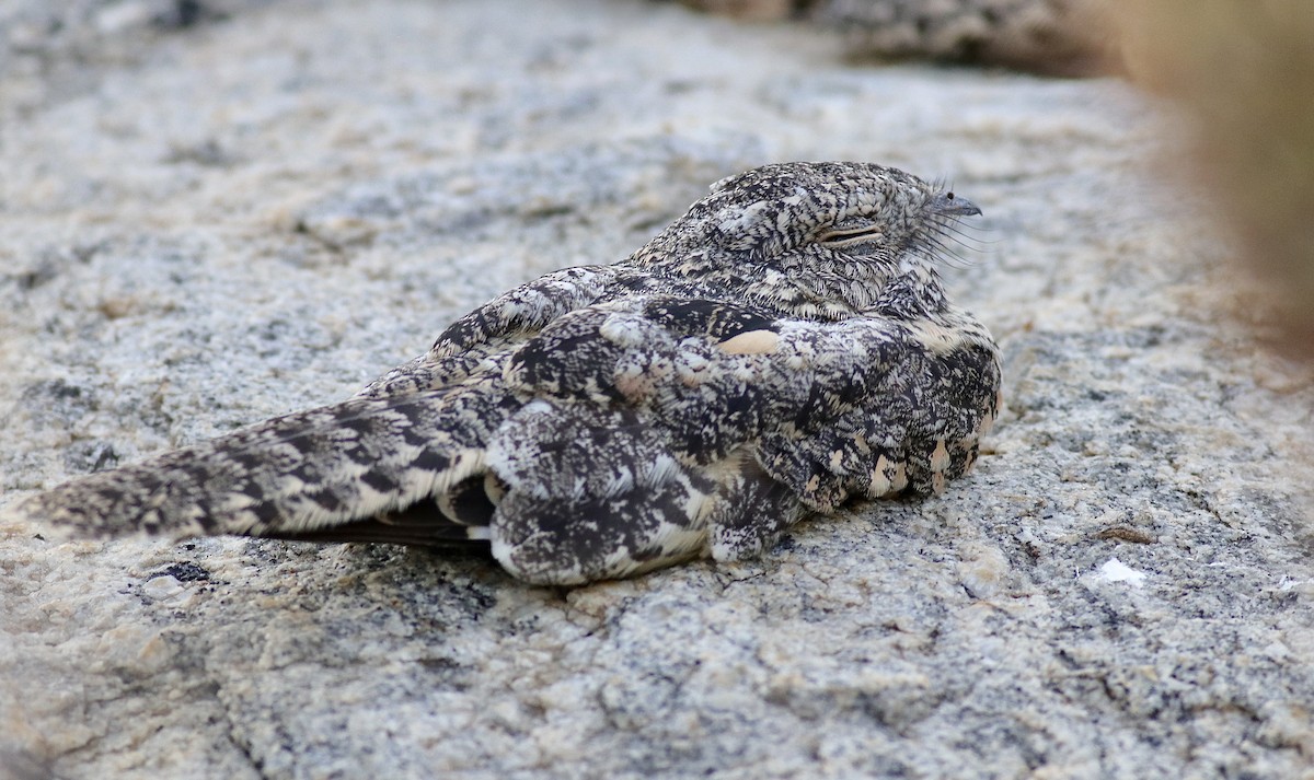 Pygmy Nightjar - ML631331437