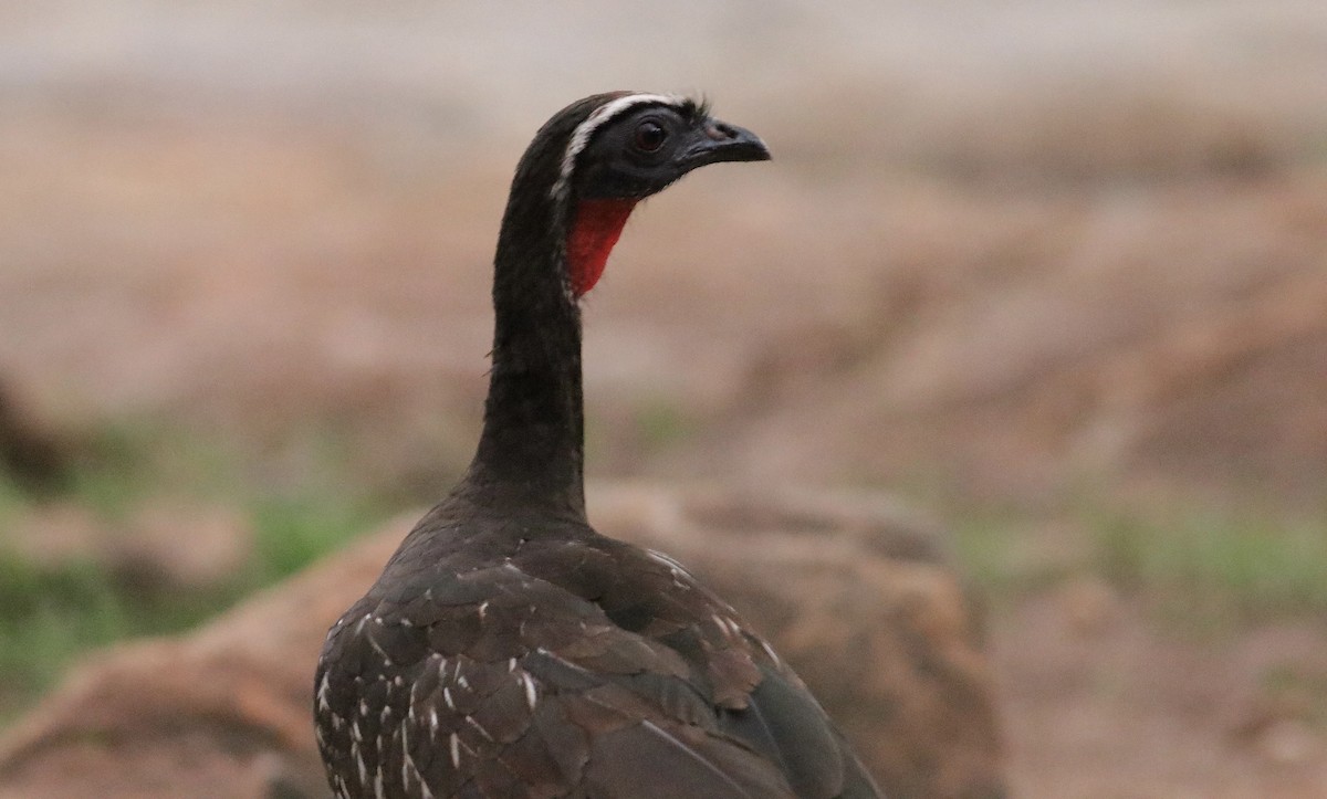 White-browed Guan - ML631331698