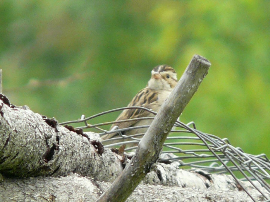 Clay-colored Sparrow - ML63133181