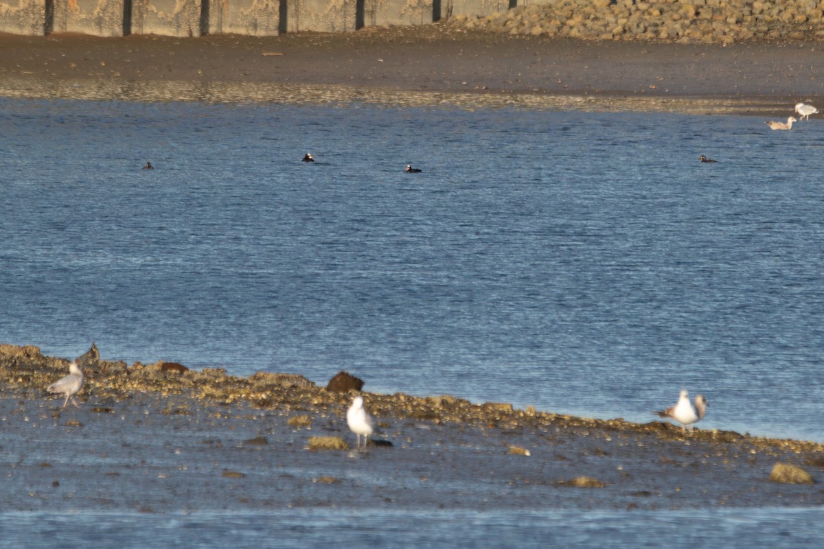 Surf Scoter - ML631331878