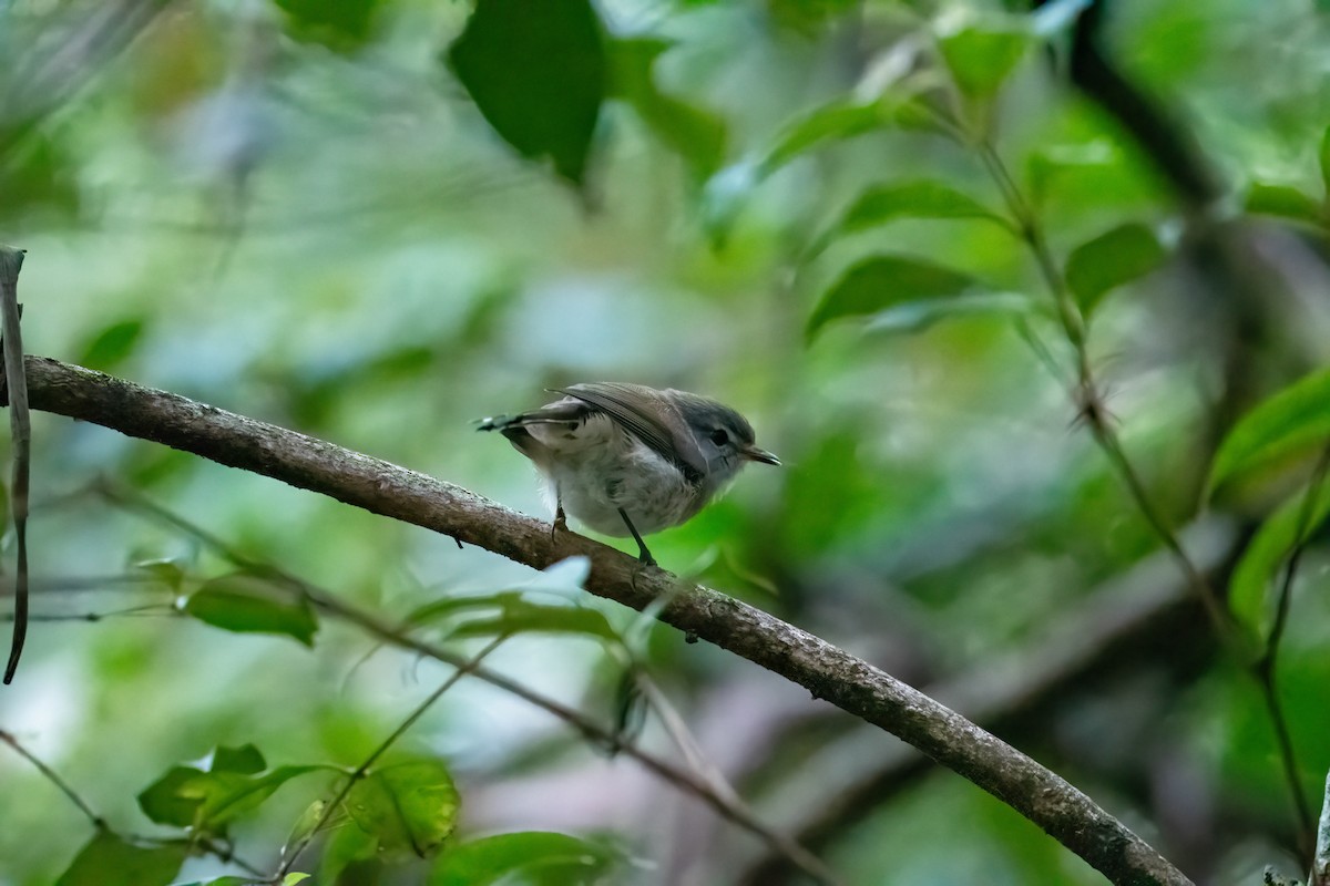 Brown Gerygone - ML631331947