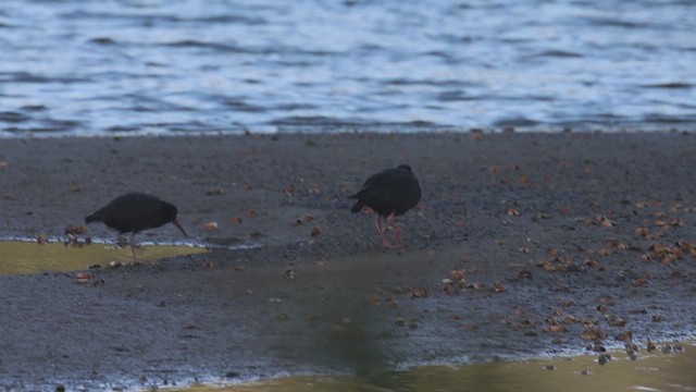 Variable Oystercatcher - ML631332060