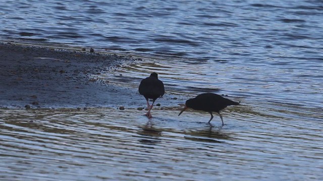 Variable Oystercatcher - ML631332061