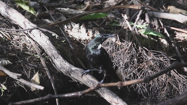 Tui - ML631332092
