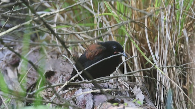 North Island Saddleback - ML631332127