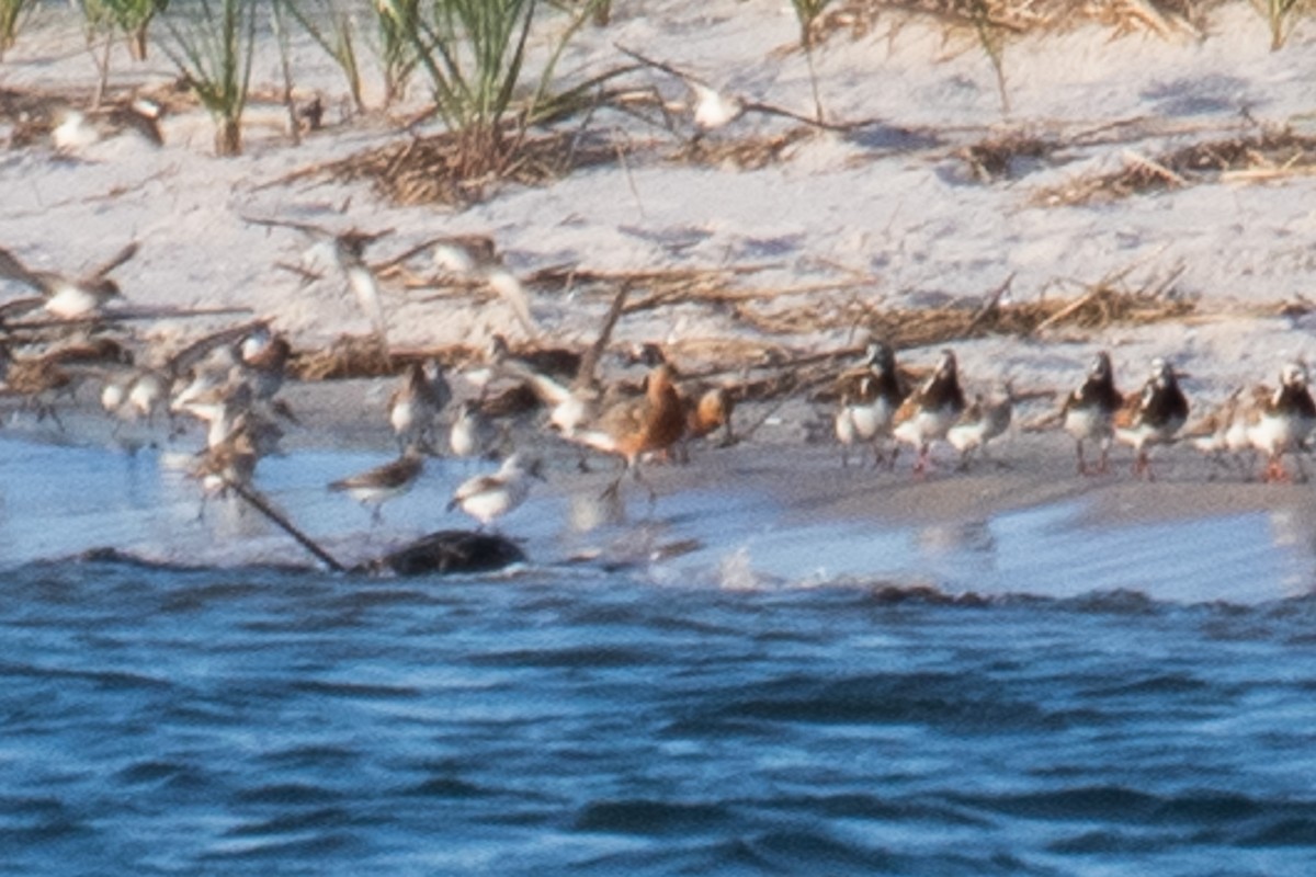 Red Knot - ML631332253