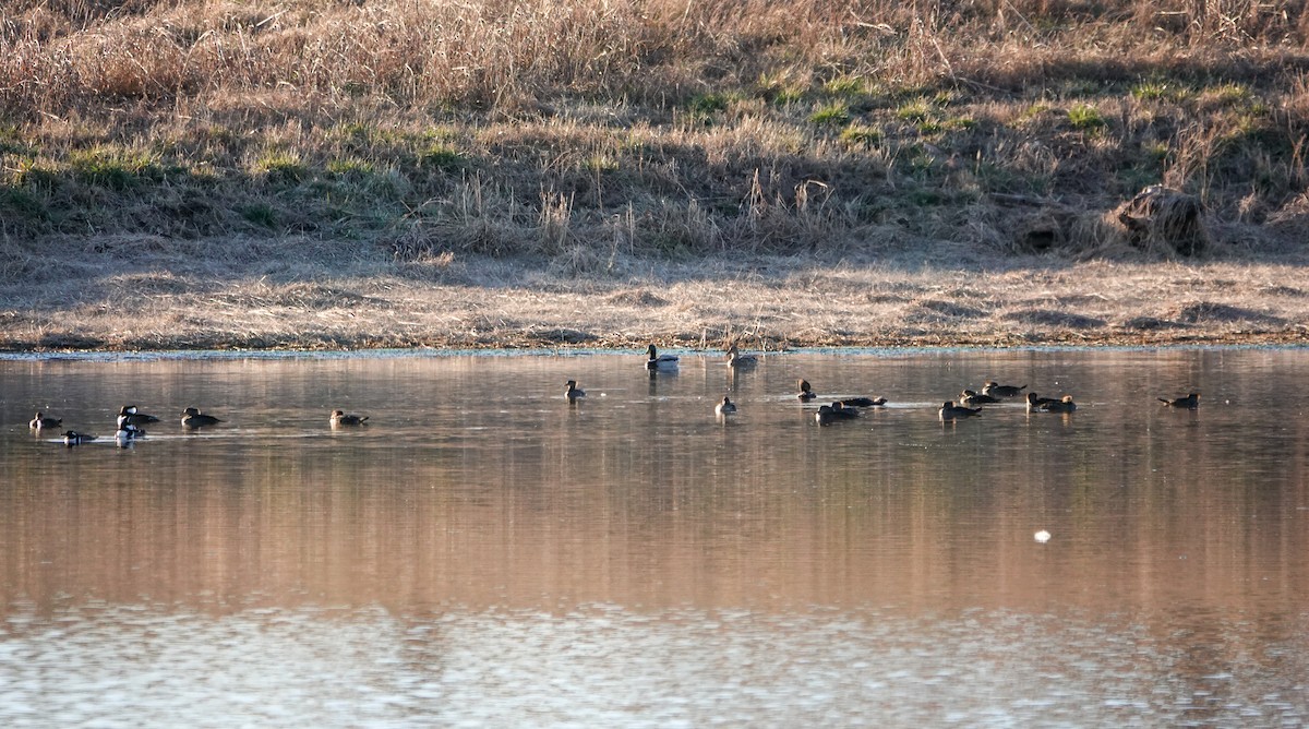 Hooded Merganser - ML631332328