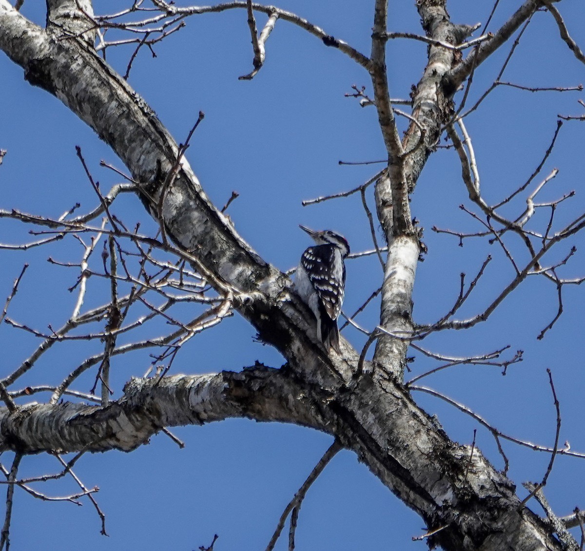 Hairy Woodpecker - ML631332340