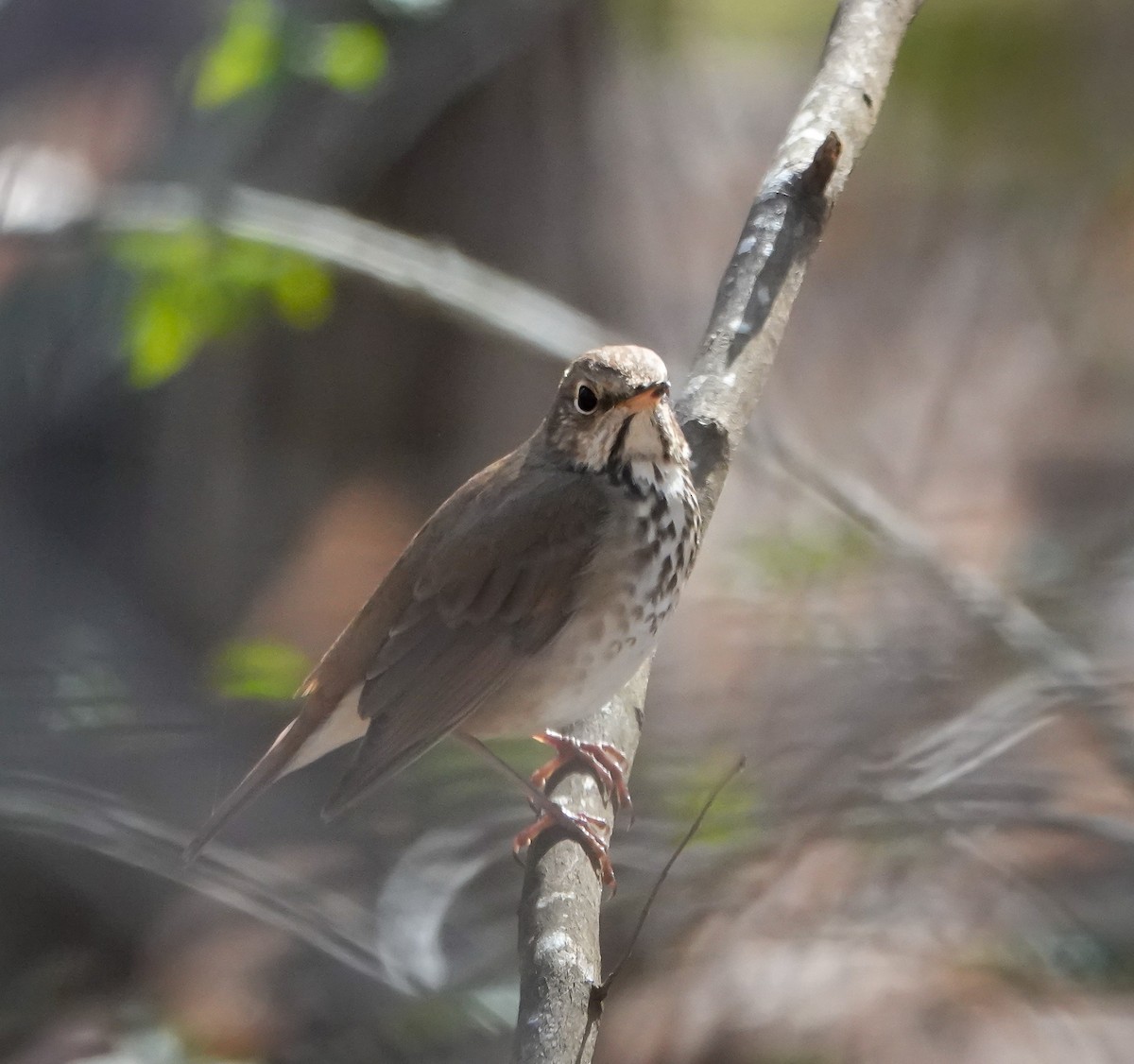 Hermit Thrush - ML631332344