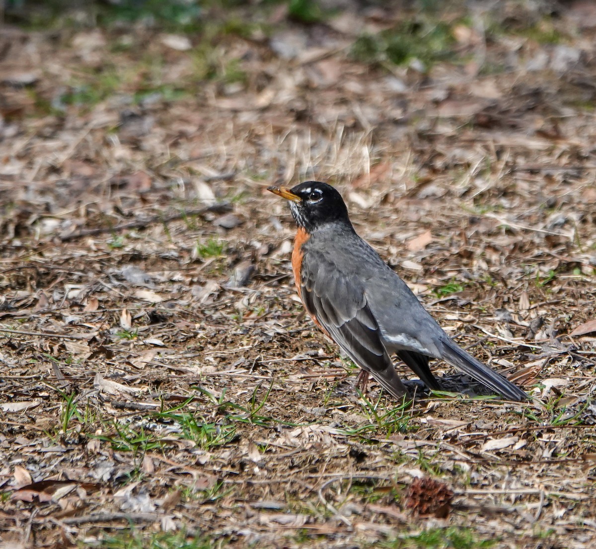 American Robin - ML631332345