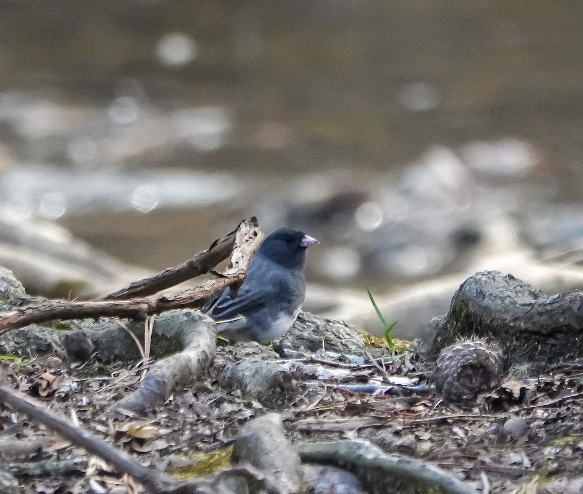 Dark-eyed Junco - ML631332348