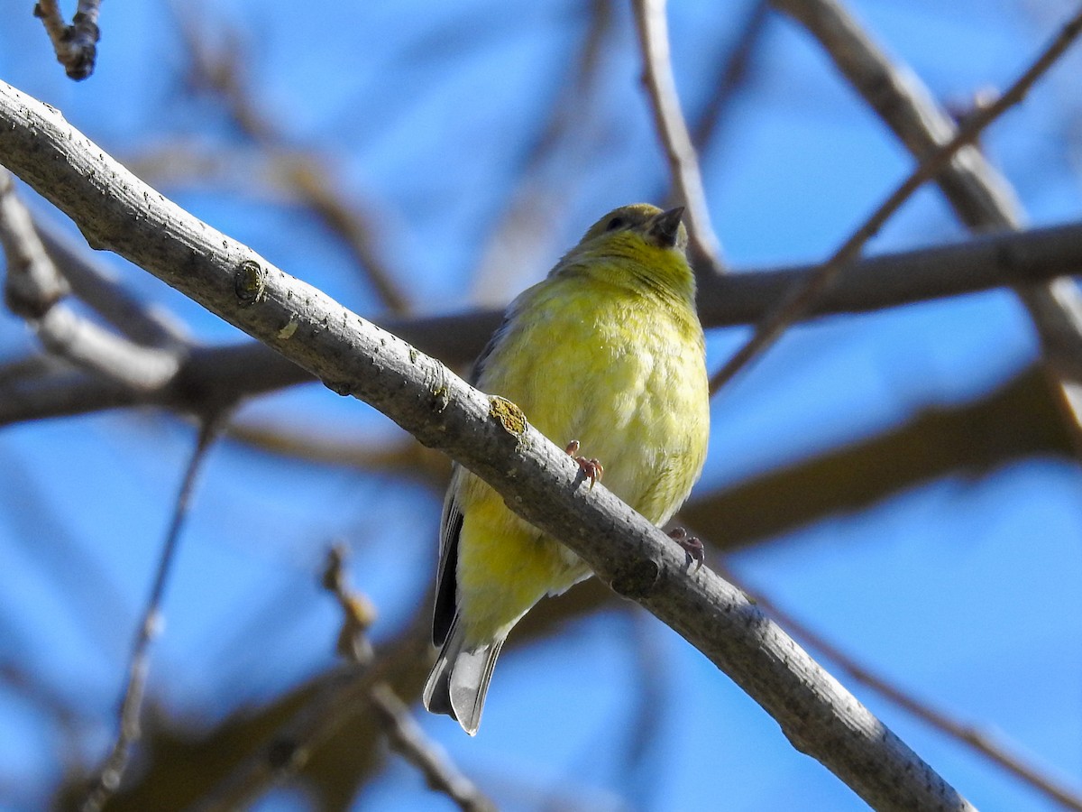 Lesser Goldfinch - ML631332852