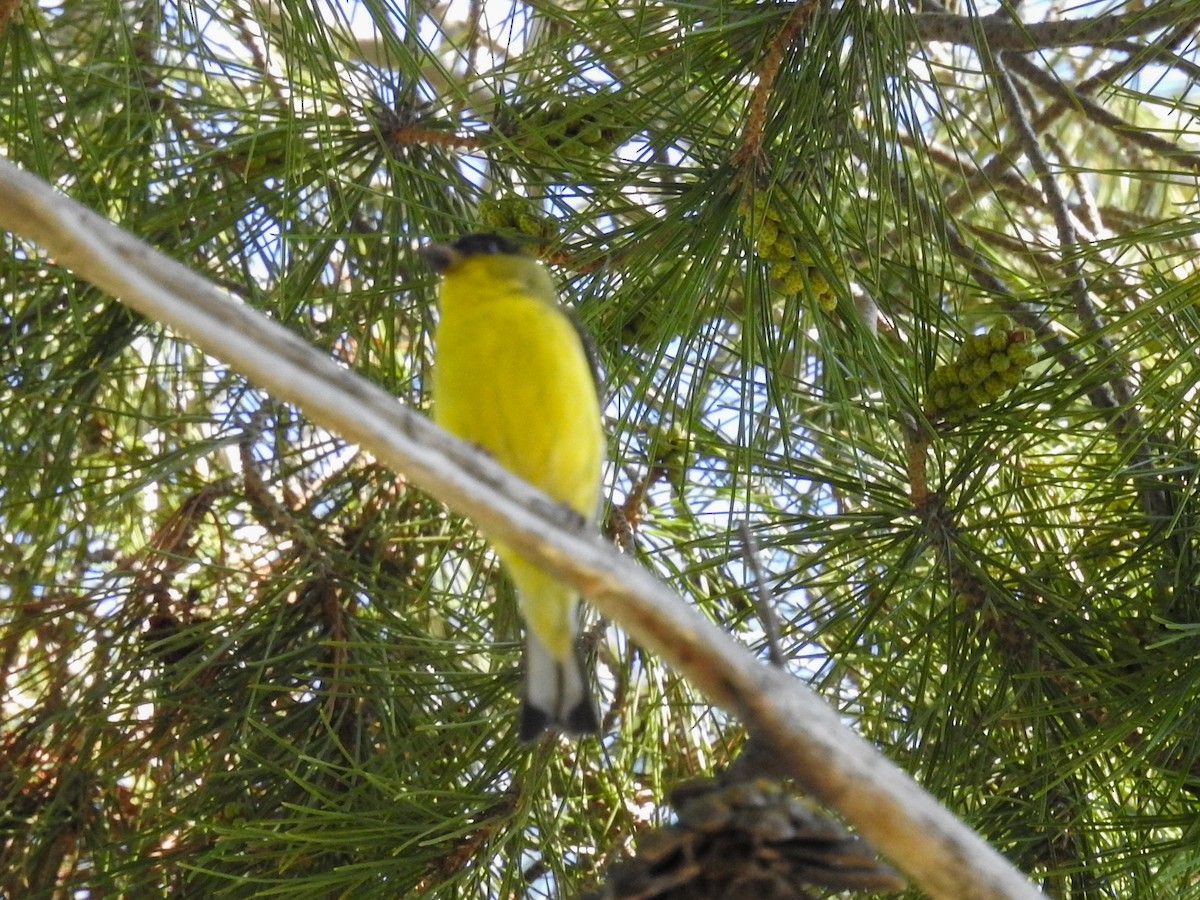 Lesser Goldfinch - ML631332853