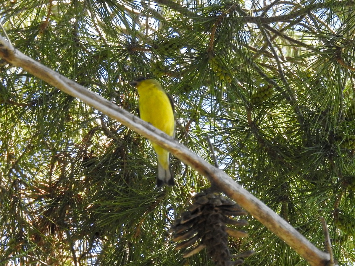 Lesser Goldfinch - ML631332855