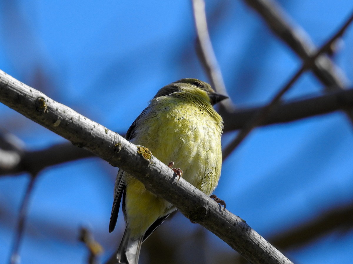 Lesser Goldfinch - ML631332856