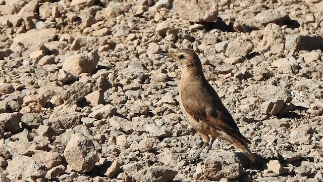 Géositte à ailes rousses - ML631333098