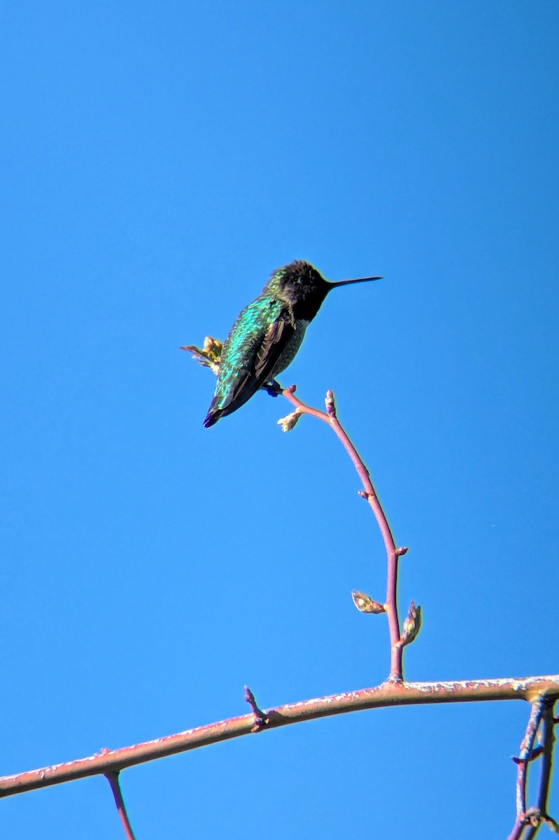 Anna's Hummingbird - ML631333133