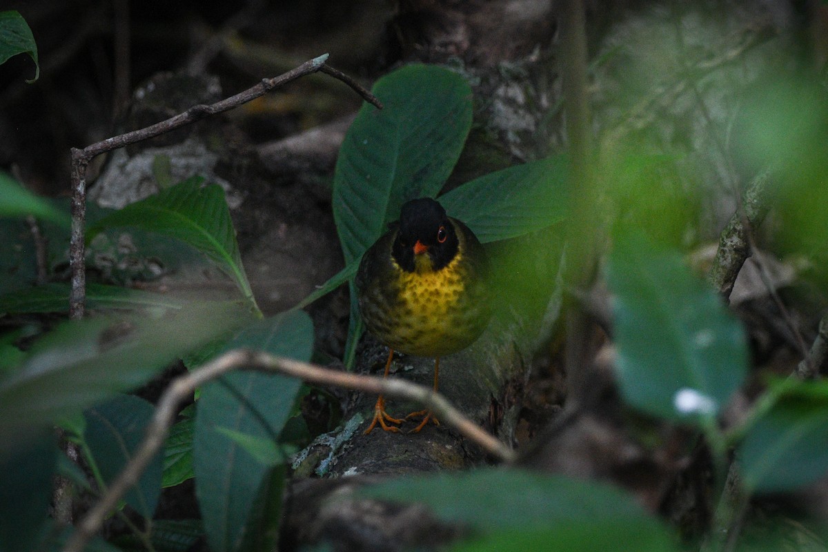Yellow-throated Nightingale-Thrush - ML631333244