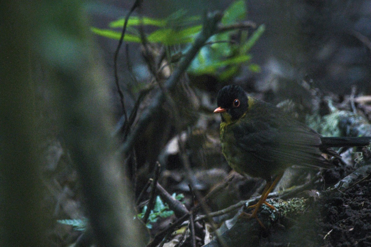 Yellow-throated Nightingale-Thrush - ML631333317