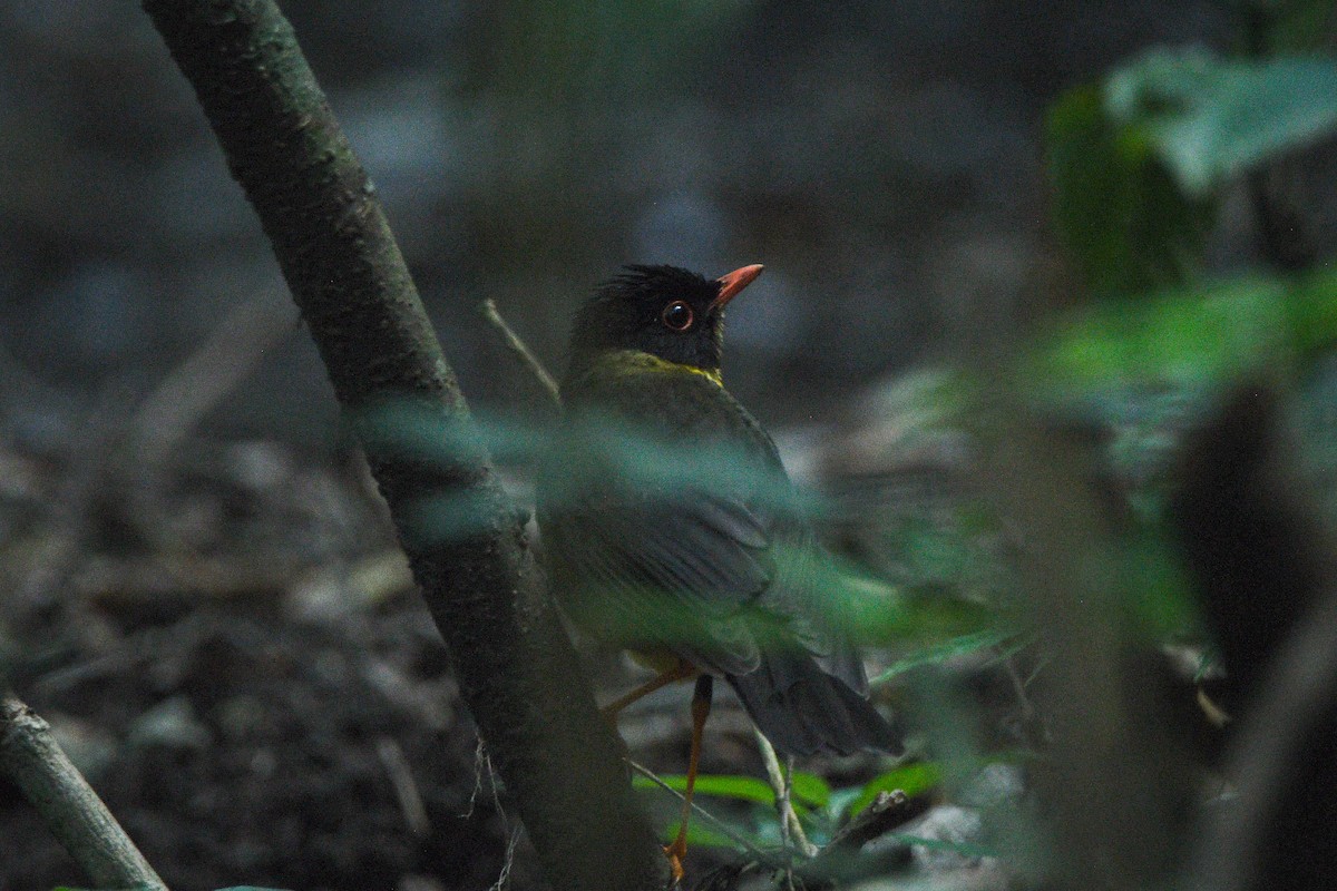 Yellow-throated Nightingale-Thrush - ML631333318