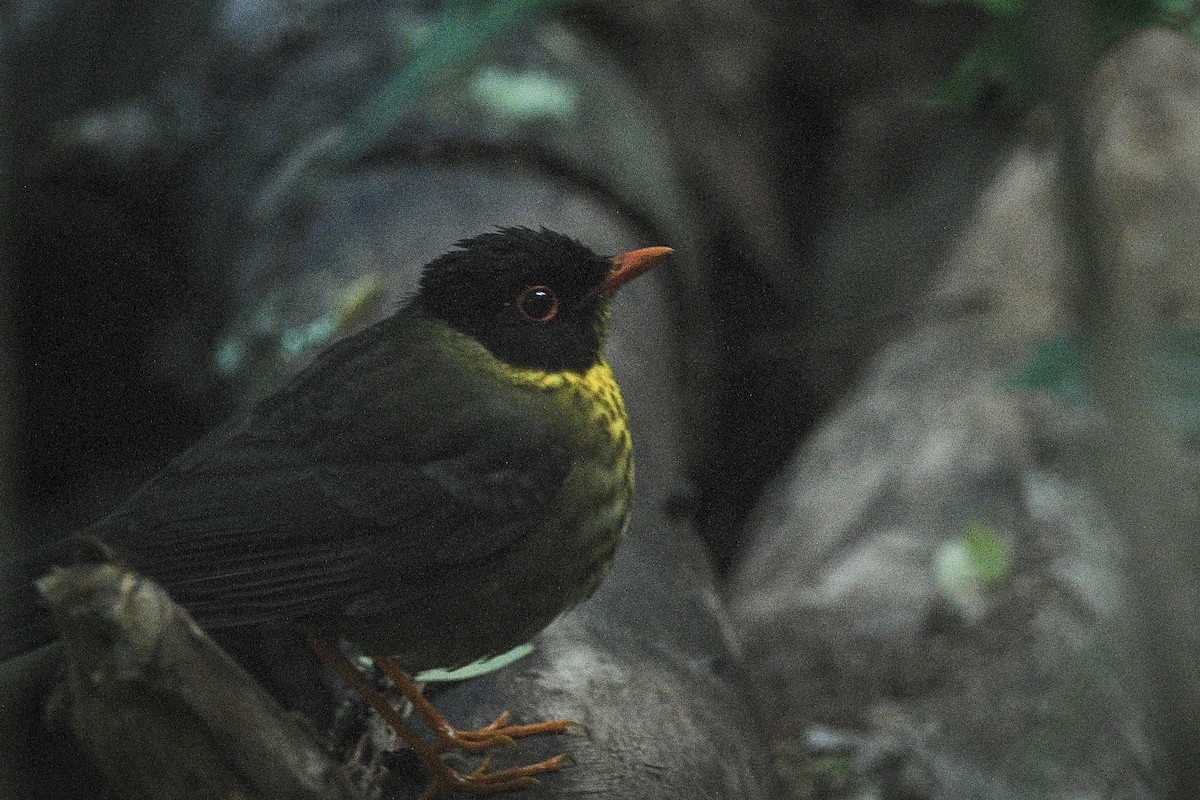 Yellow-throated Nightingale-Thrush - ML631333339