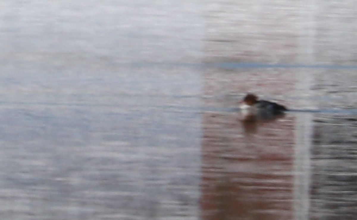 Common Merganser (North American) - ML631333373
