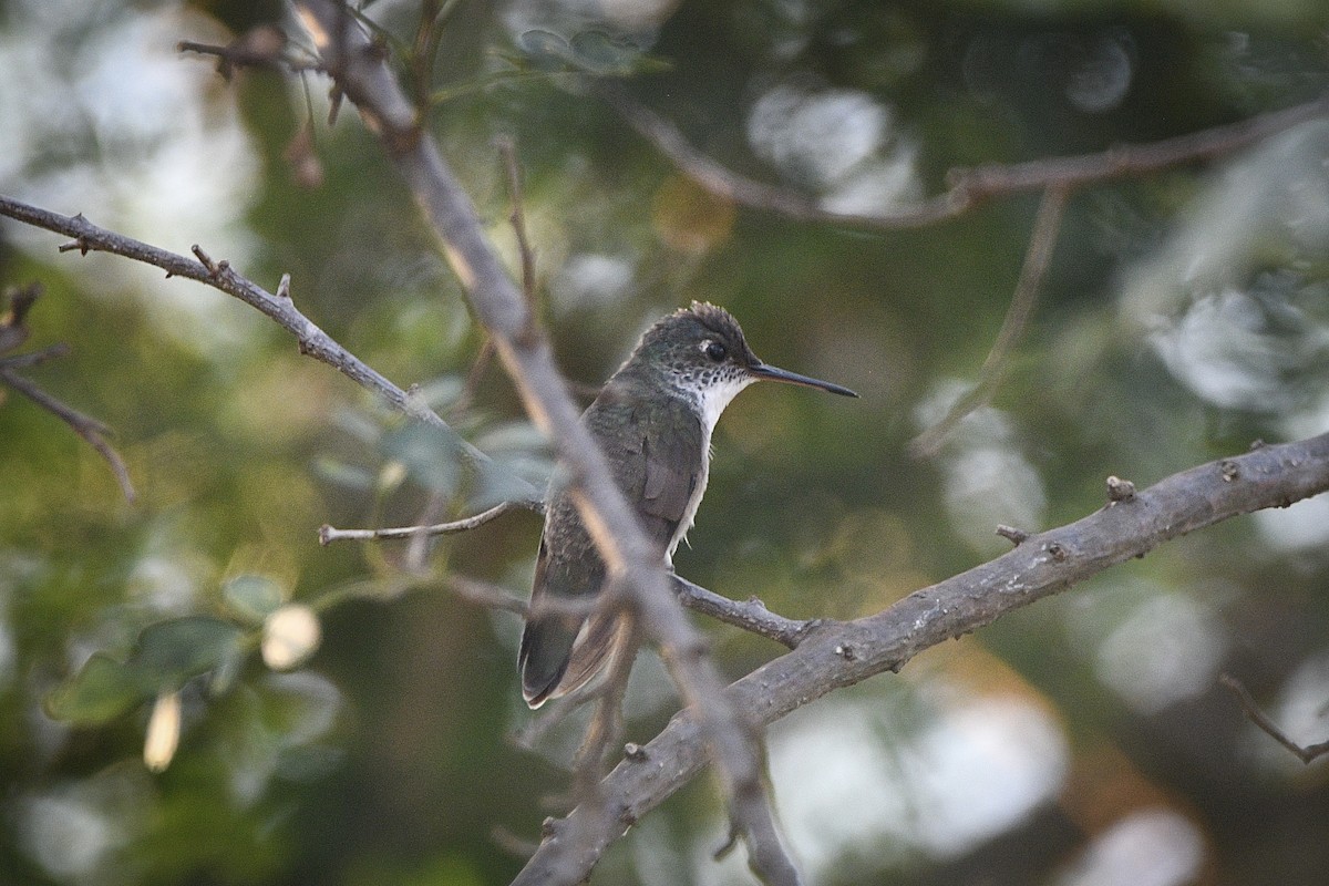 Azure-crowned Hummingbird - ML631333423