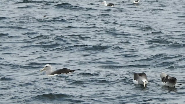 サルビンアホウドリ - ML631333477