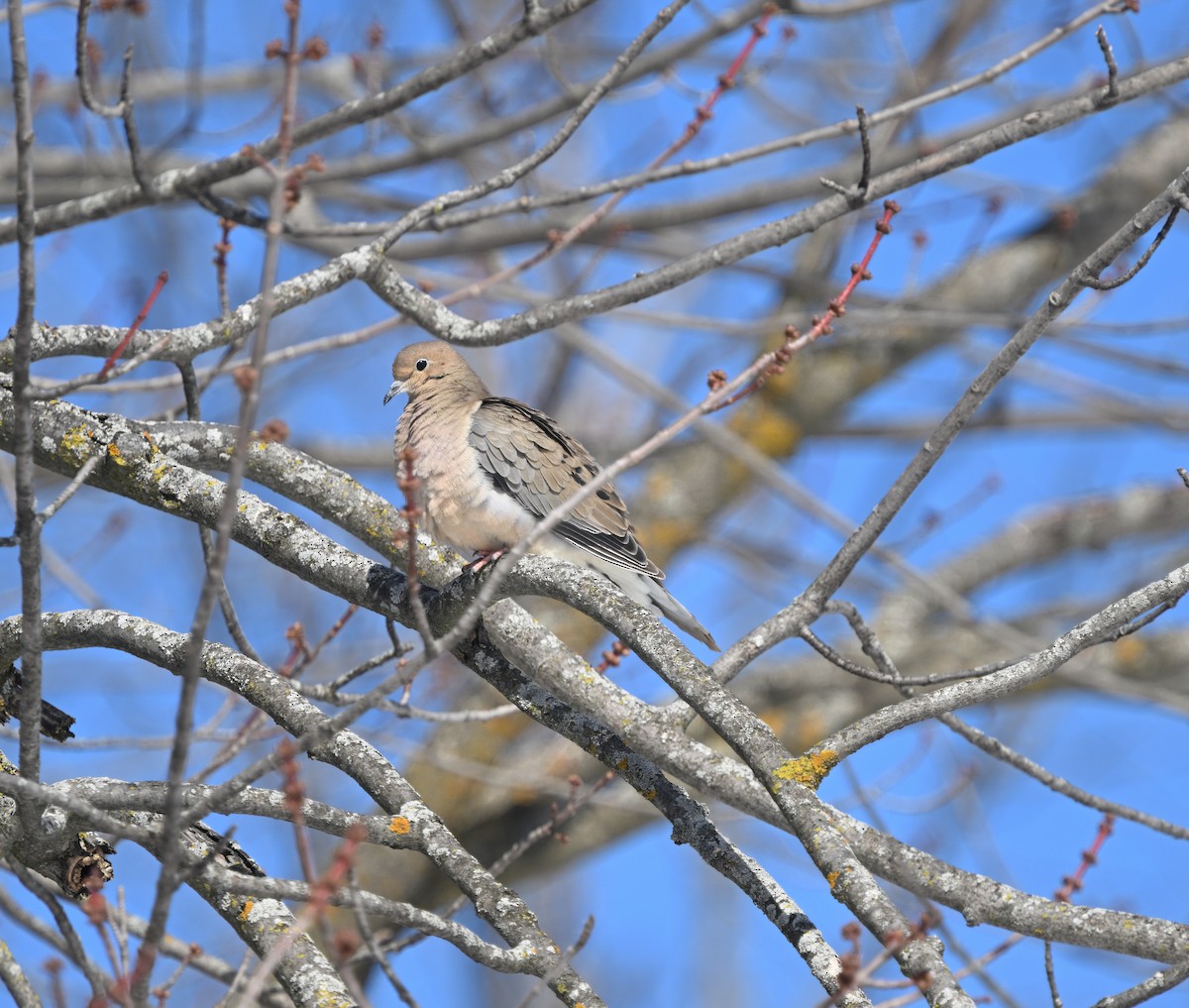 Mourning Dove - ML631333550