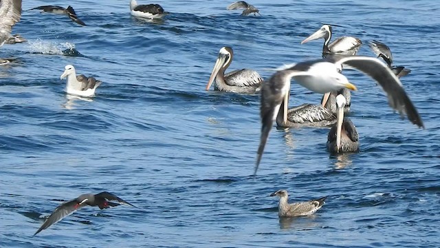 Peruvian Pelican - ML631333563