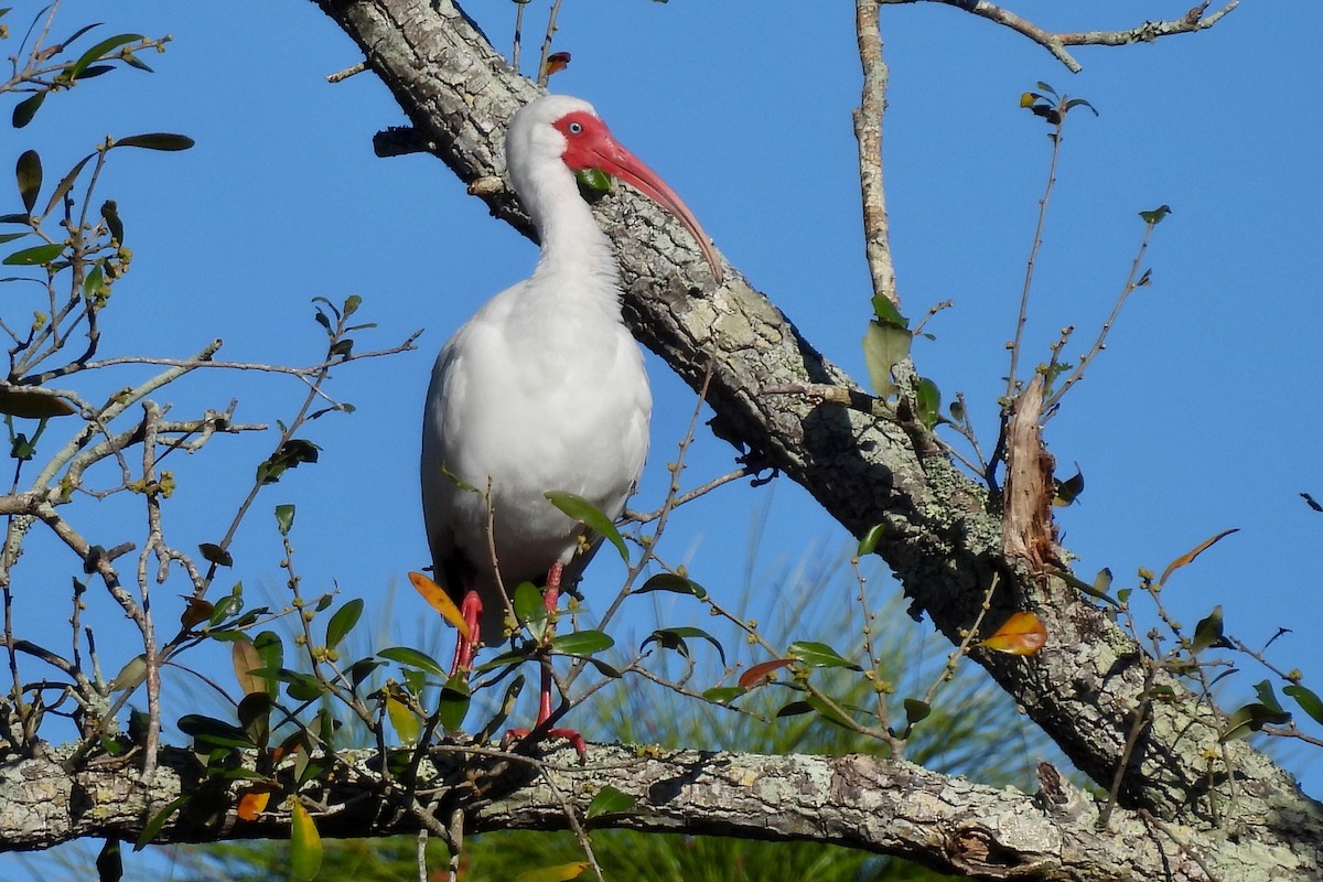 White Ibis - ML631333575