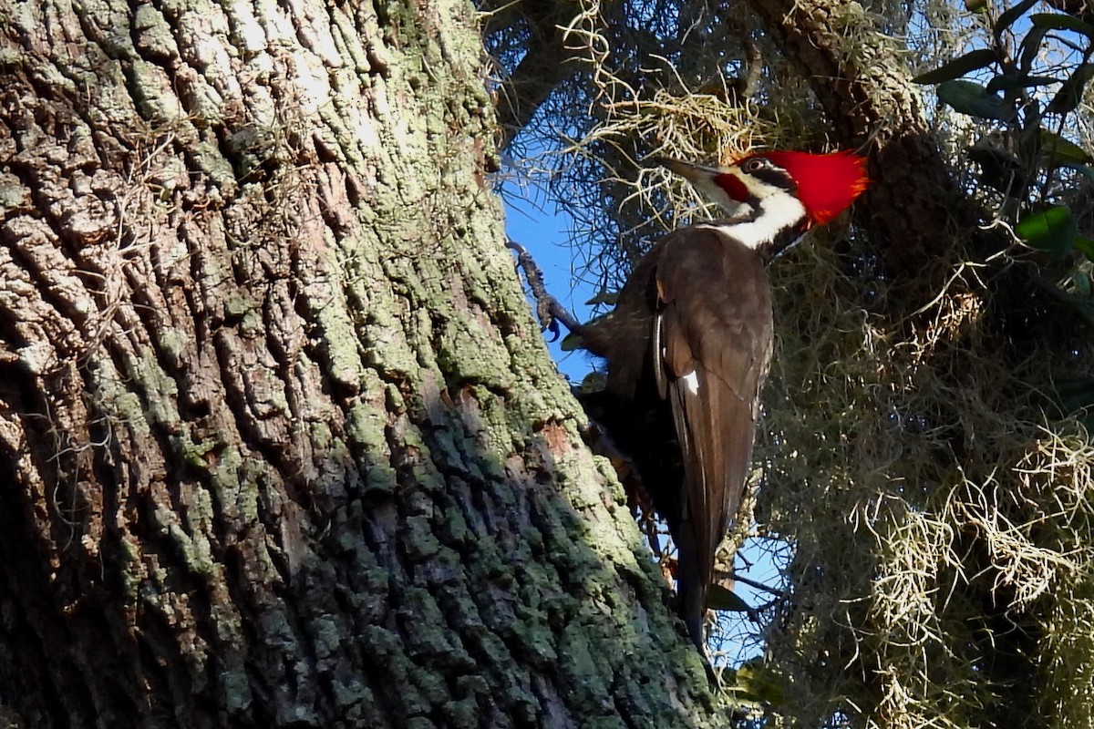 Pileated Woodpecker - ML631333584