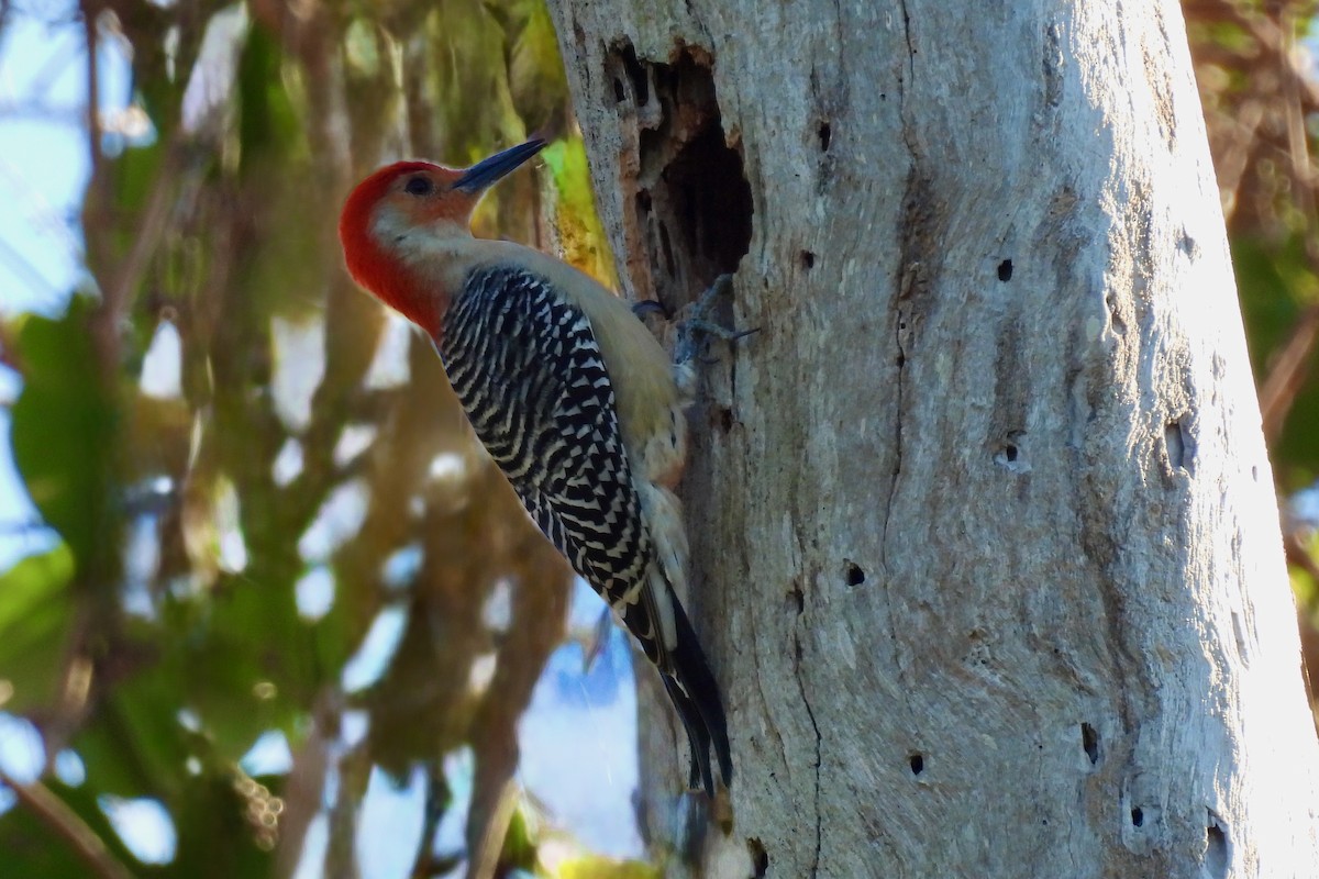 Red-bellied Woodpecker - ML631333603