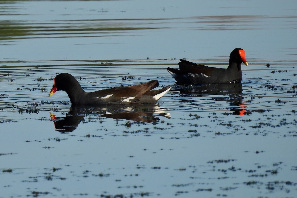 Common Gallinule - ML631333632