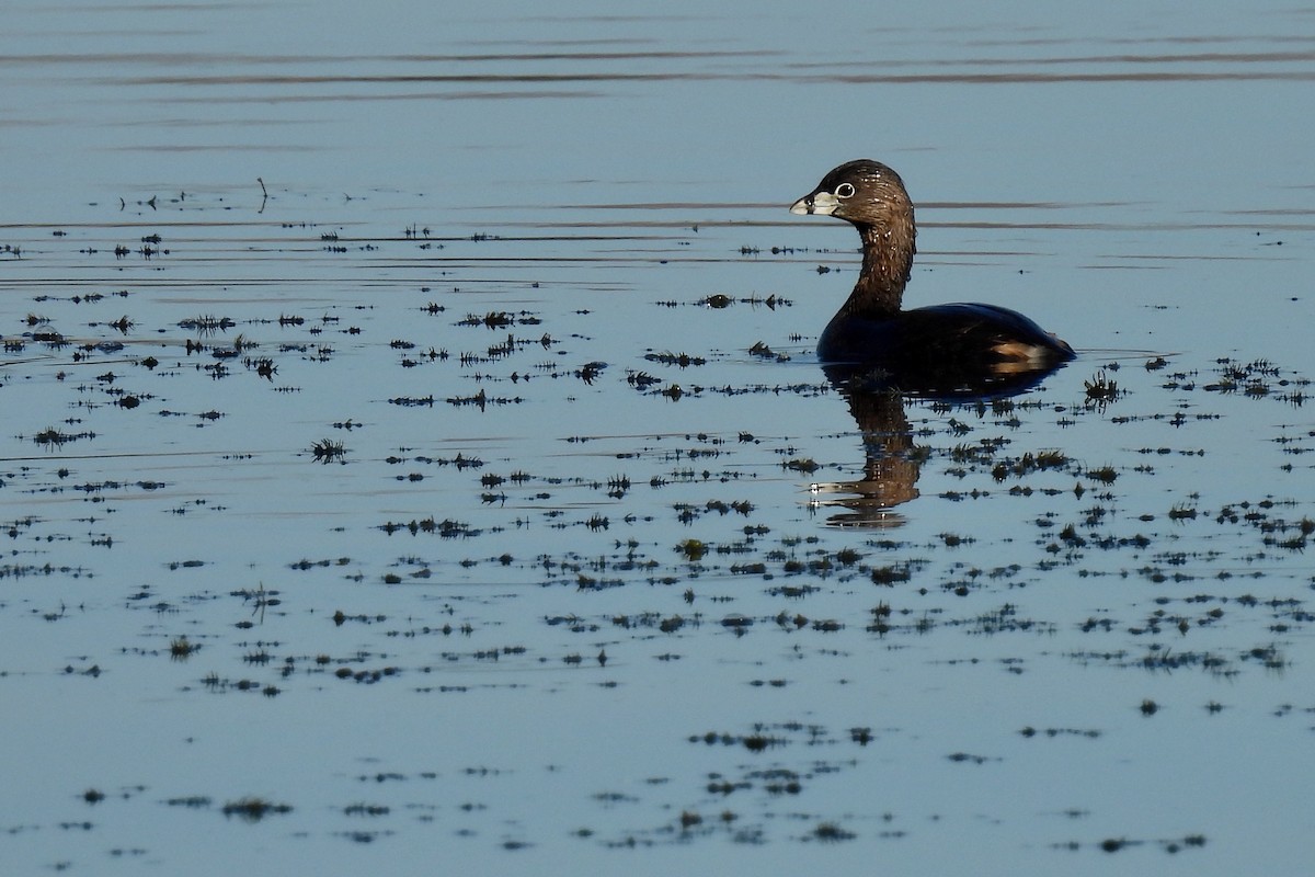 Pied-billed Grebe - ML631333643