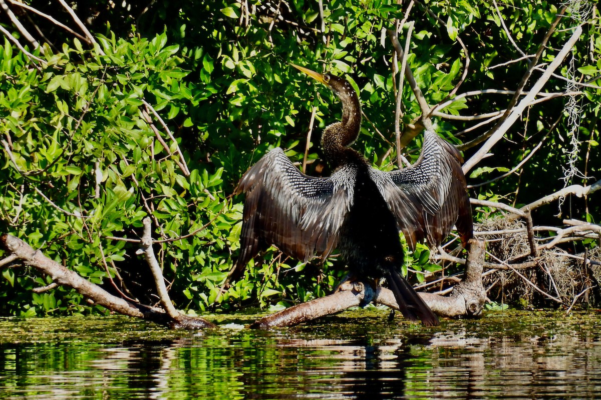 Anhinga - ML631333659